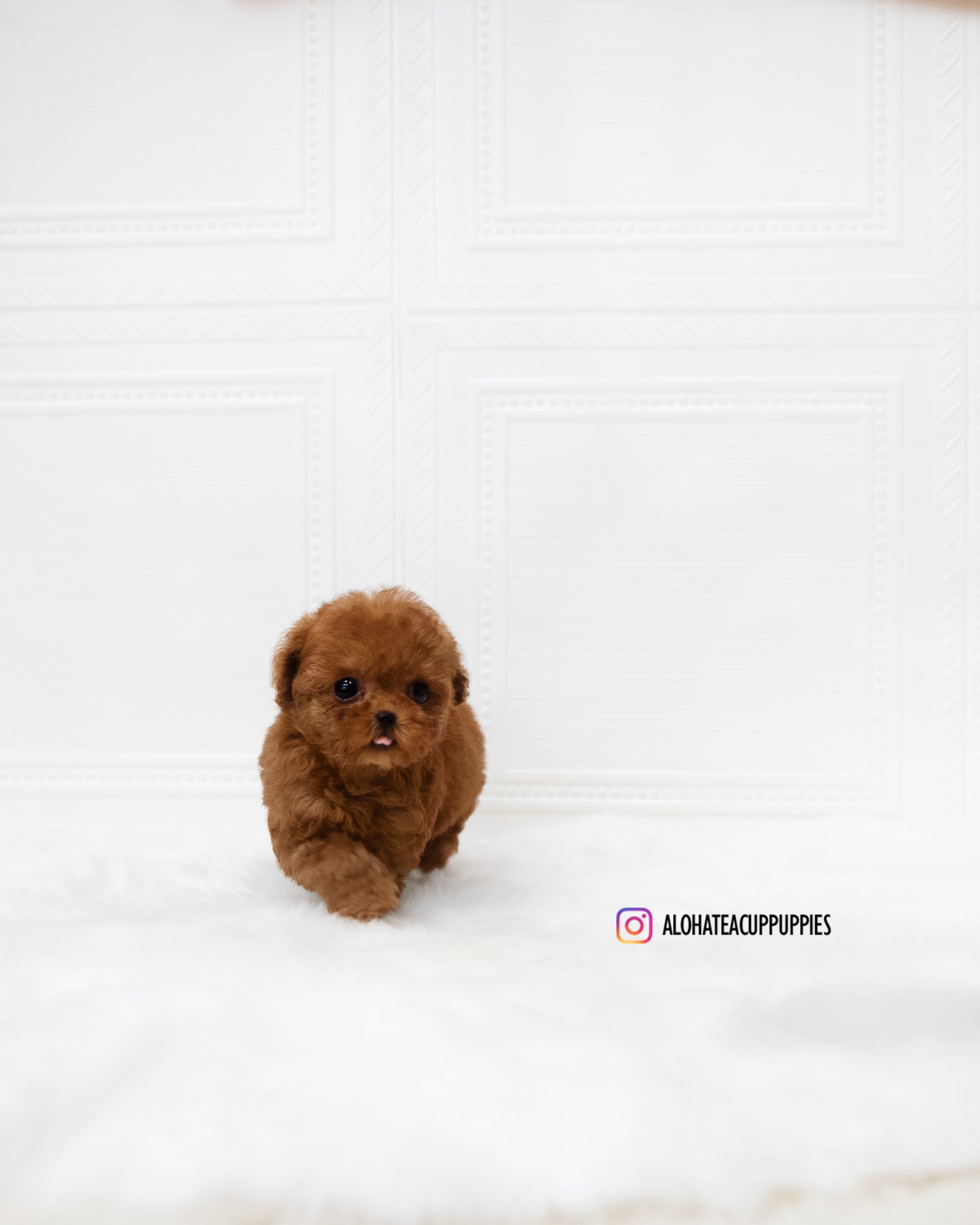 Dorothy [TEACUP POODLE]
