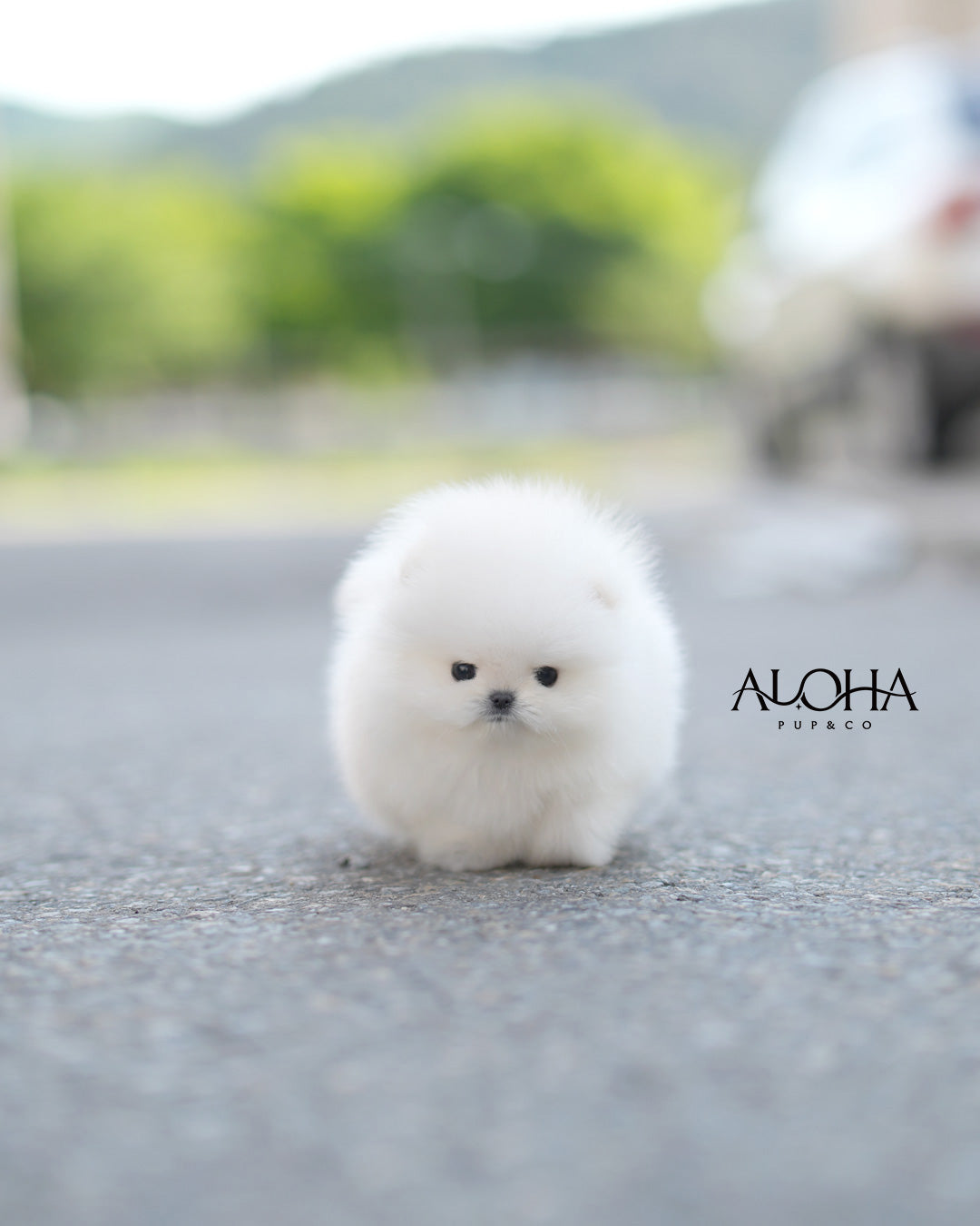 Lambo [POMERANIA TAZA DE TÉ]
