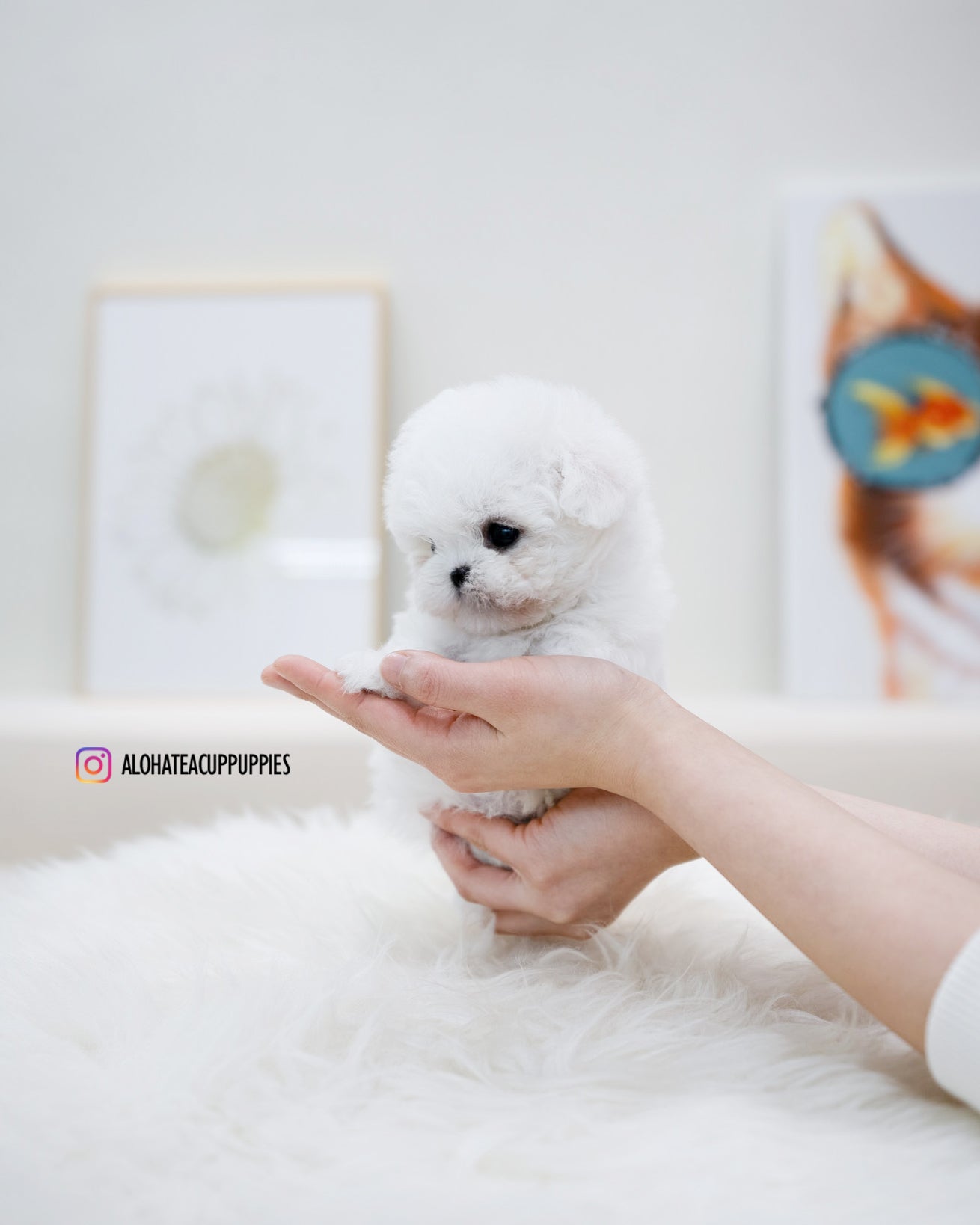 bonbon [TEACUP BICHON]