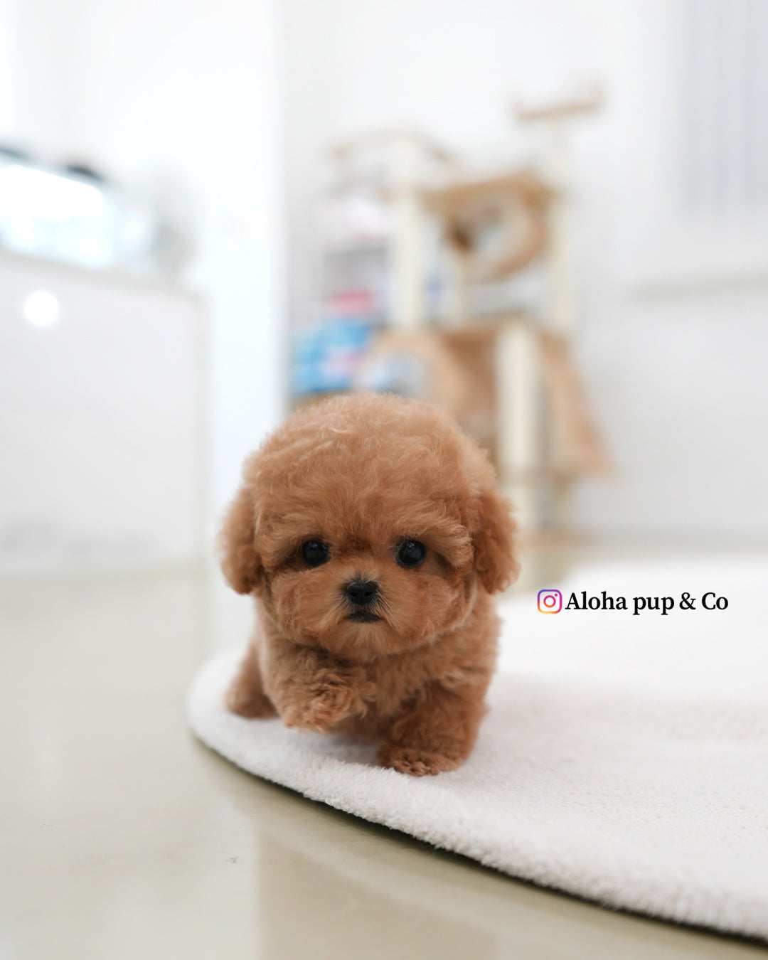 Esme [TEACUP POODLE]