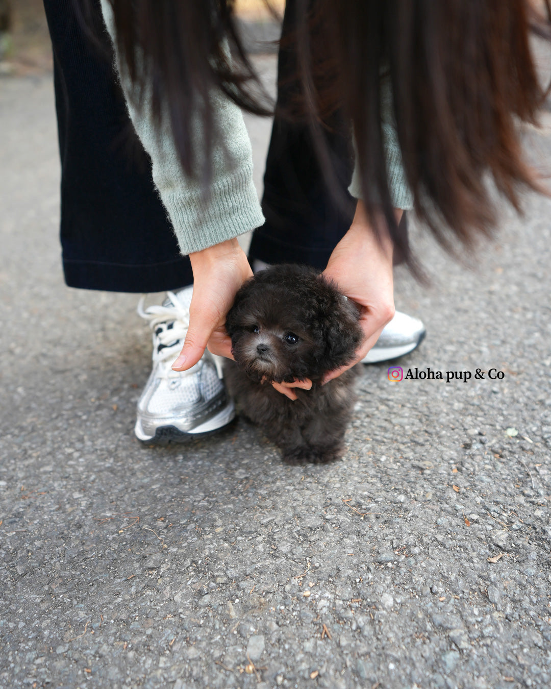 Zadie [TEACUP POODLE]