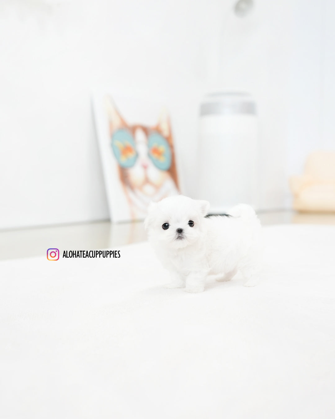Cody [TEACUP MALTESE]