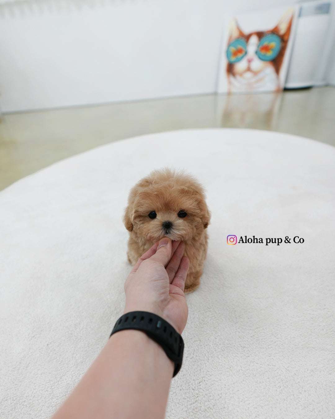 Lexi [TEACUP MALTIPOO]