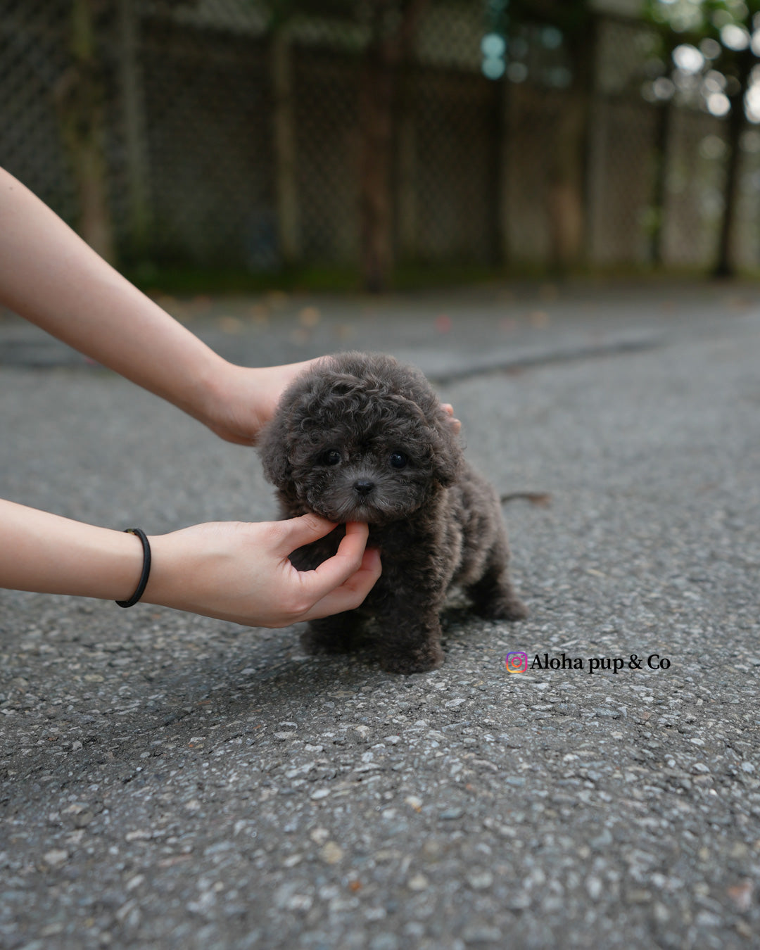 Ivy [TEACUP POODLE]