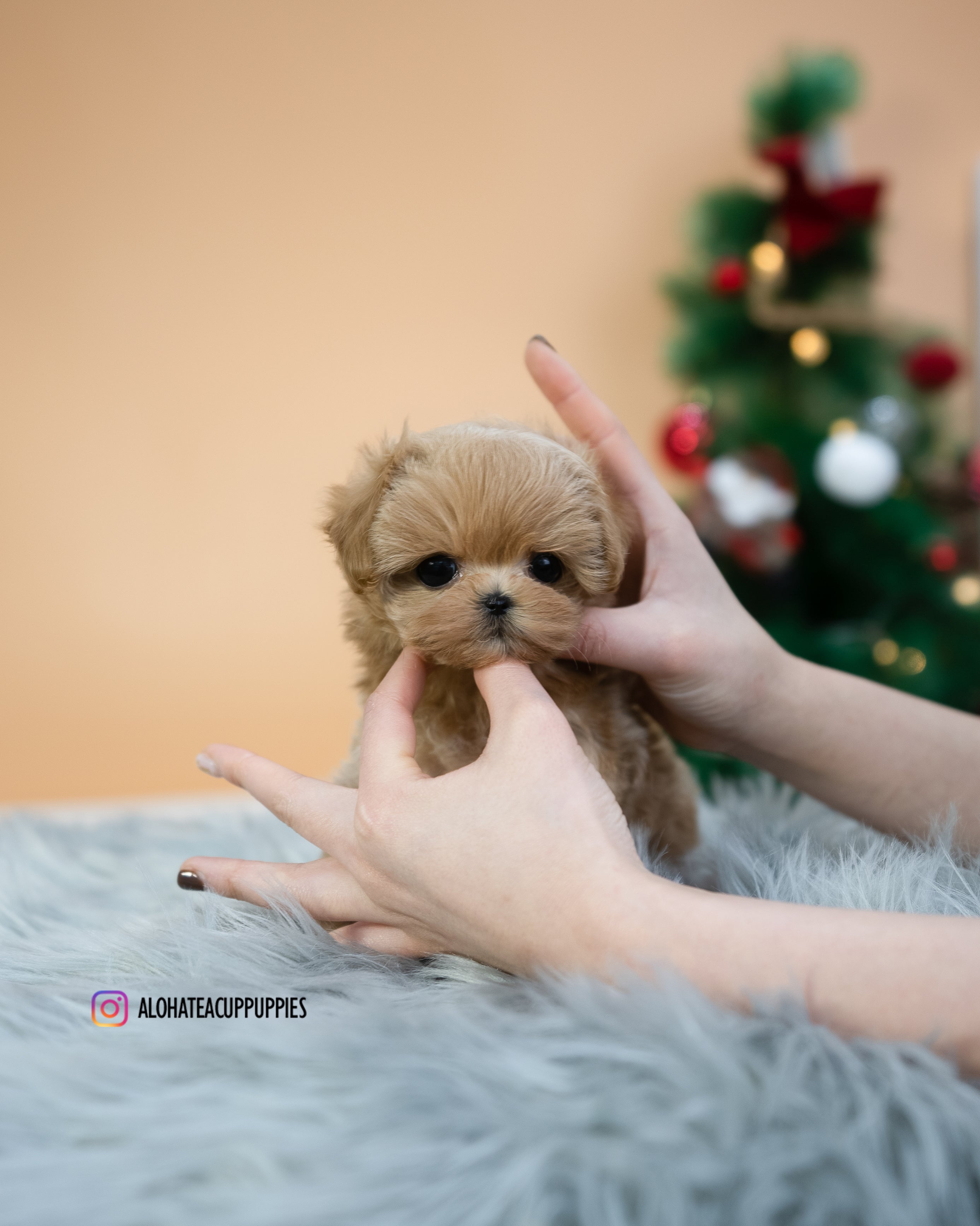 Lucas [TEACUP MALTIPOO]
