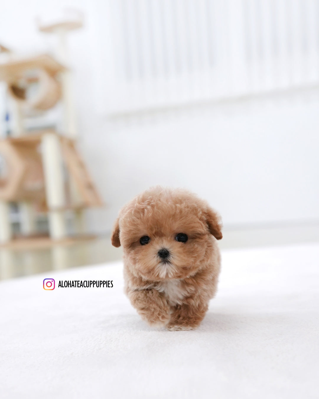 Toto [TEACUP MALTIPOO]