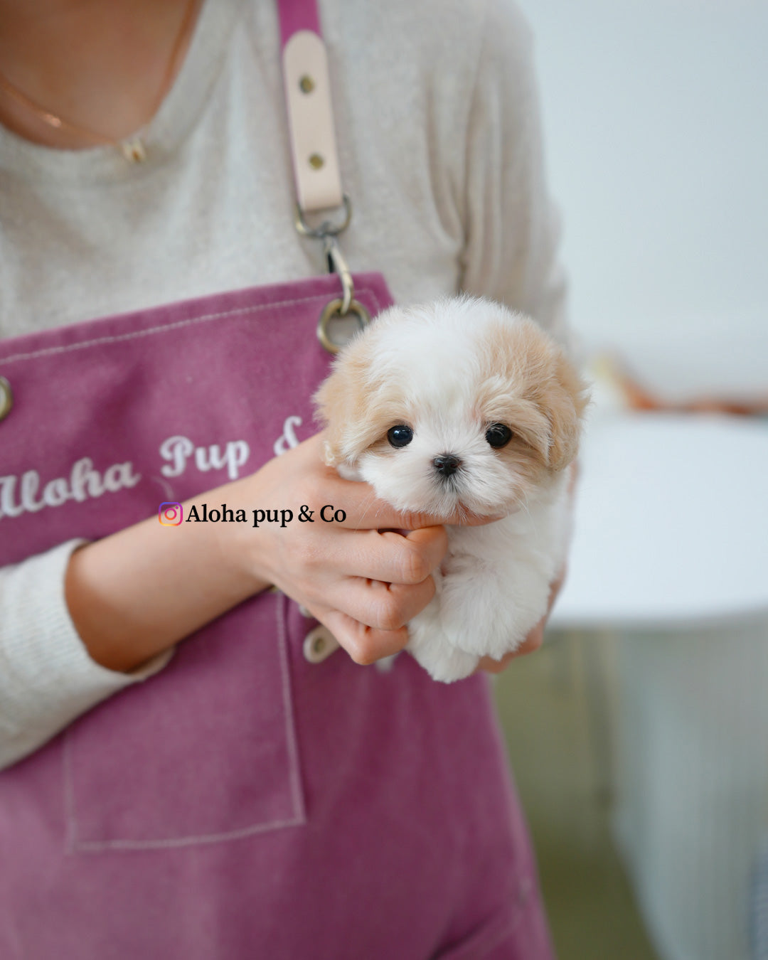 Maisie [TEACUP MALTIPOO]