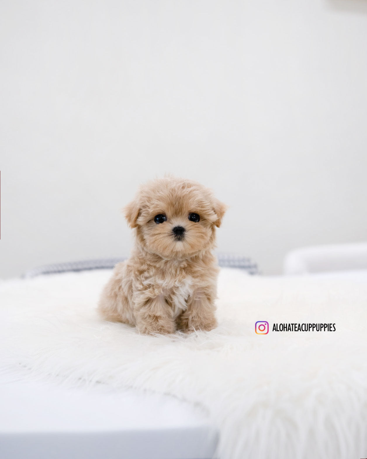 Della [TEACUP MALTIPOO]