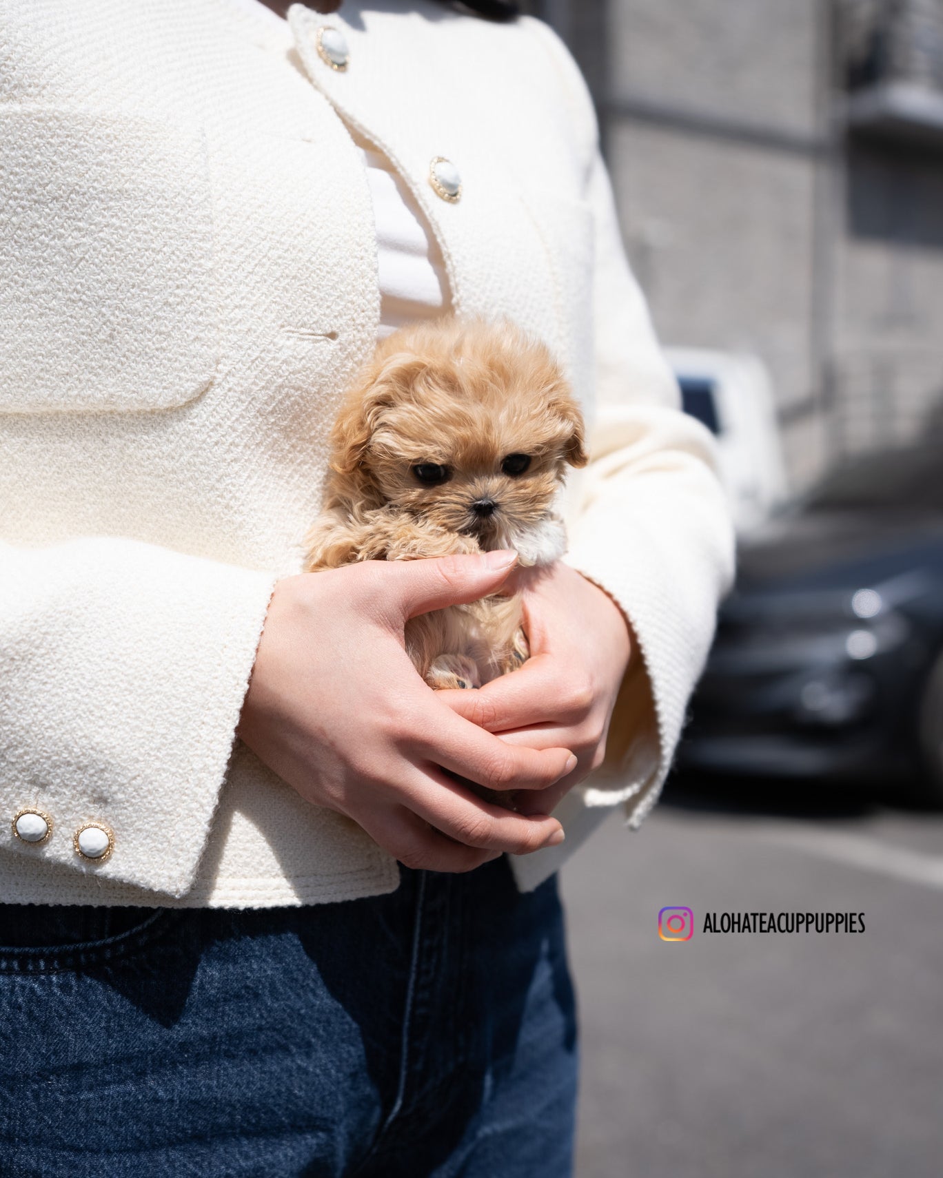Lizzy [TEACUP MALTIPOO]