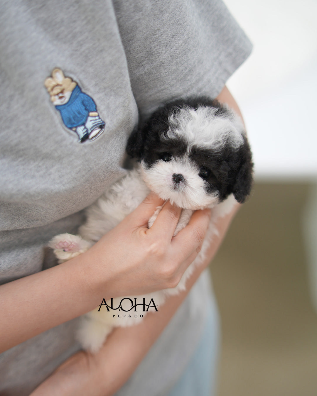 Lucy [TEACUP POODLE]