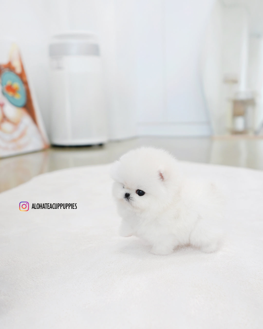 Bubble [POMERANIA TAZA DE TÉ]
