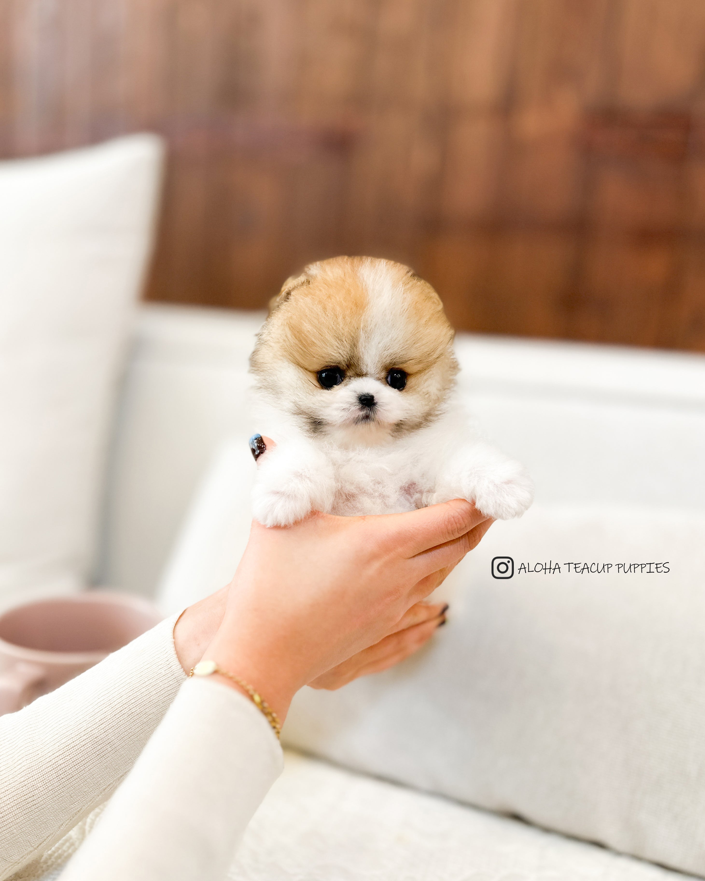 Robin [POMERANIA TAZA DE TÉ]