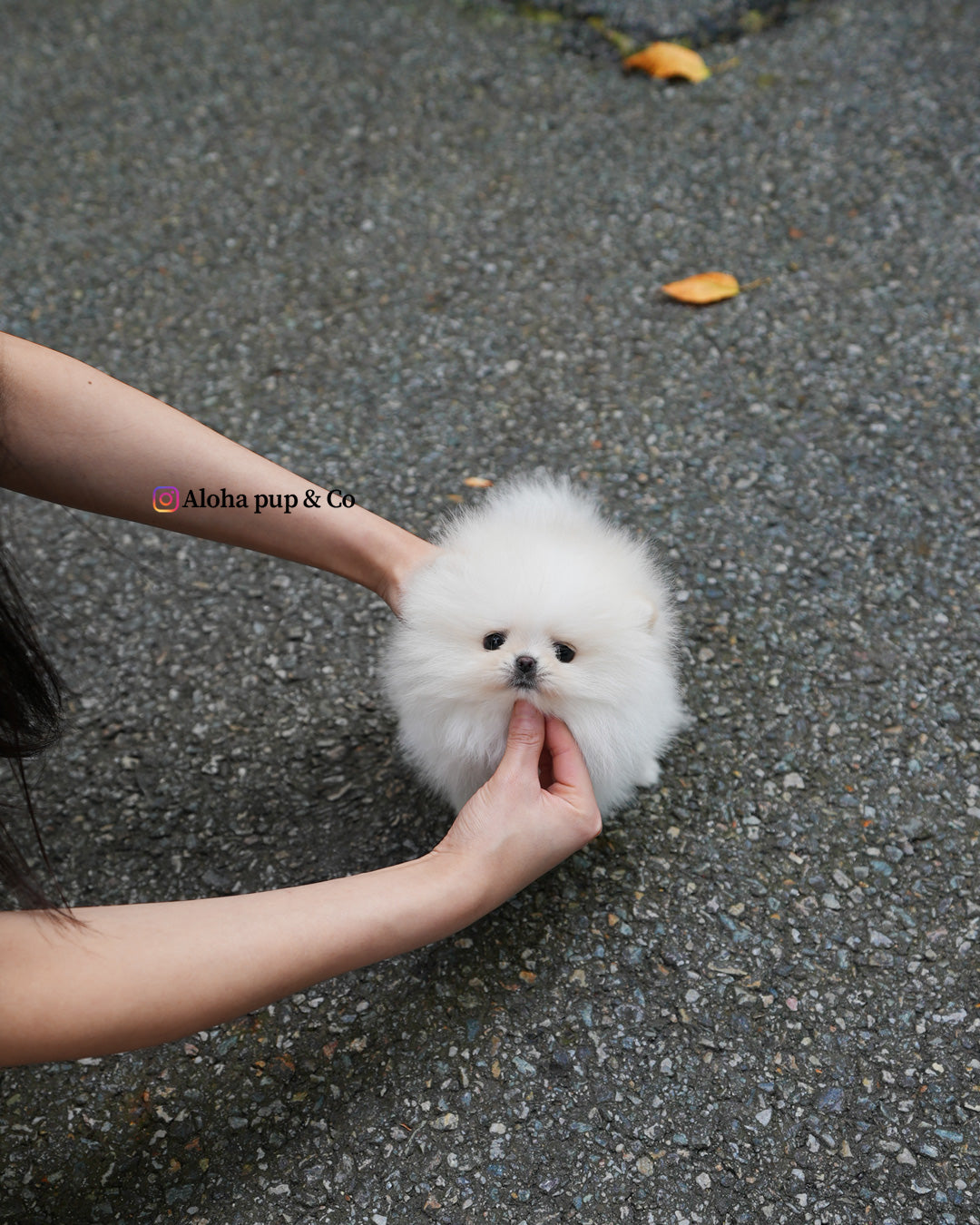Nora [POMERANIA TAZA DE TÉ]