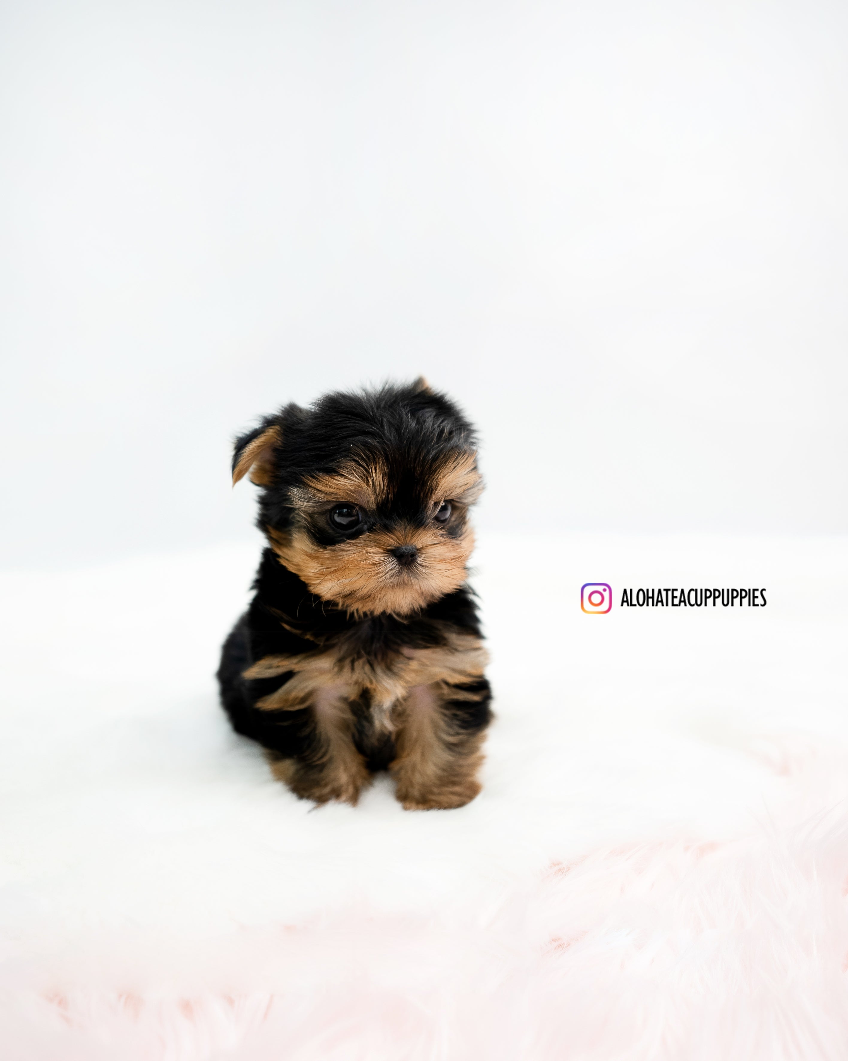 Felix [TEACUP YORKIE]