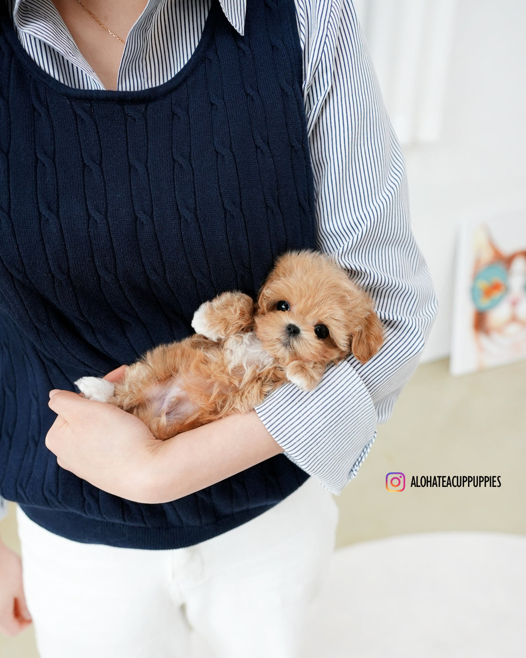 Cruz [TEACUP MALTIPOO]