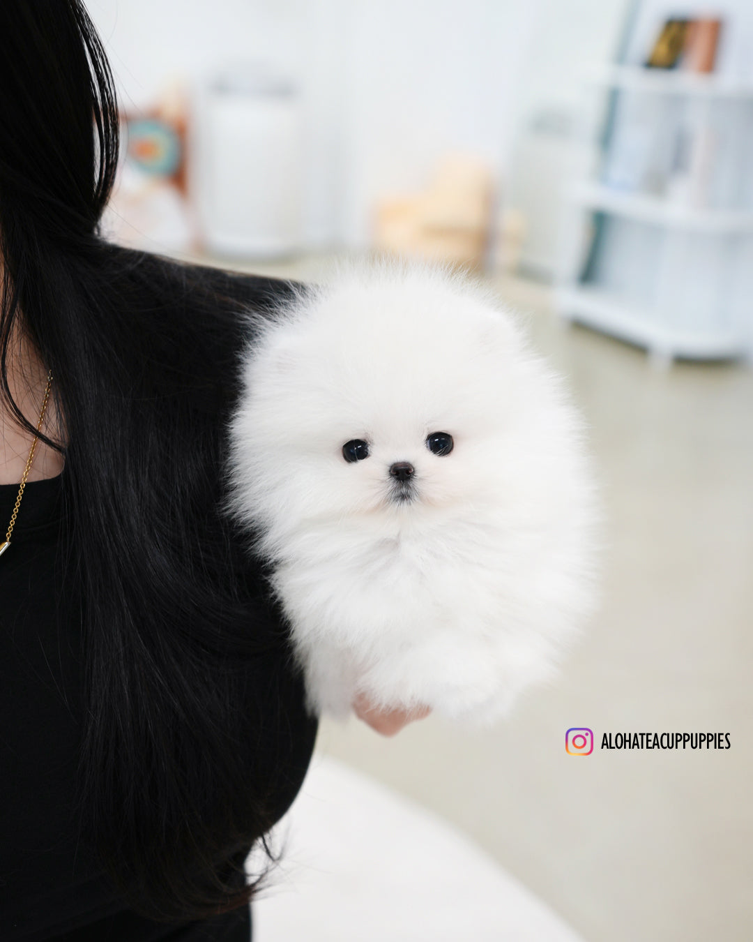 Sienna [POMERANIA TAZA DE TÉ]