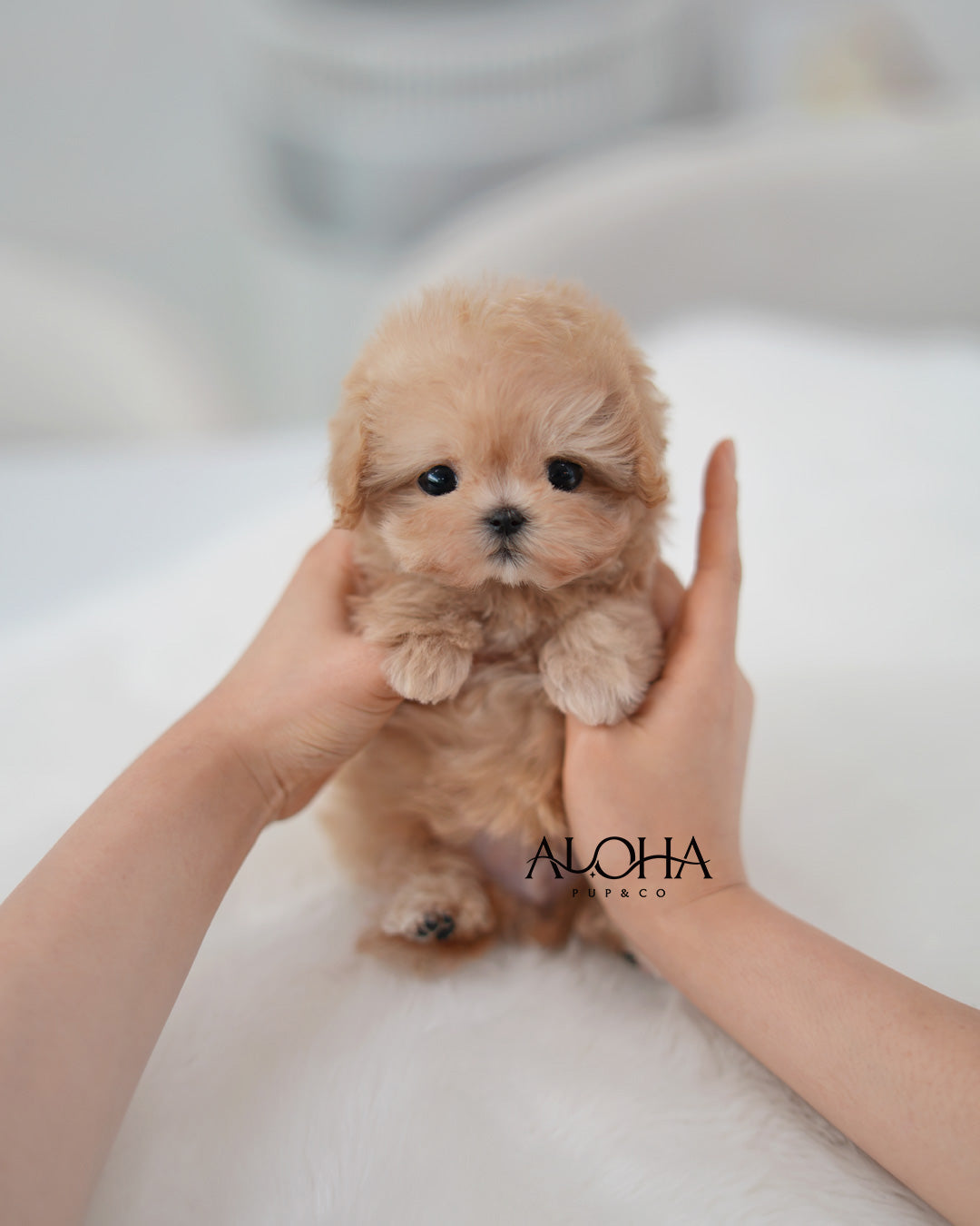 Eddy [TEACUP MALTIPOO]