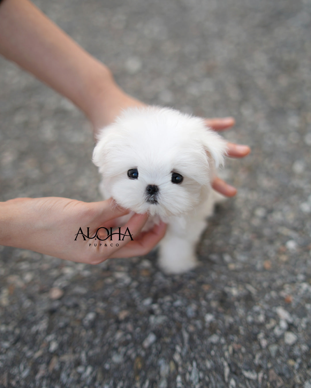 Coby [TEACUP Maltese]