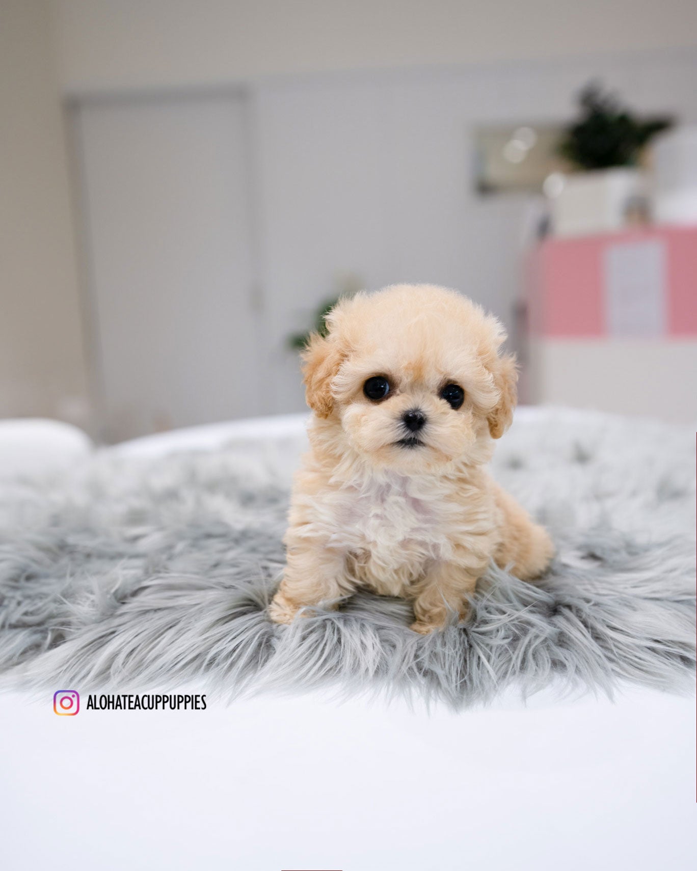 Clover [TEACUP MALTIPOO]