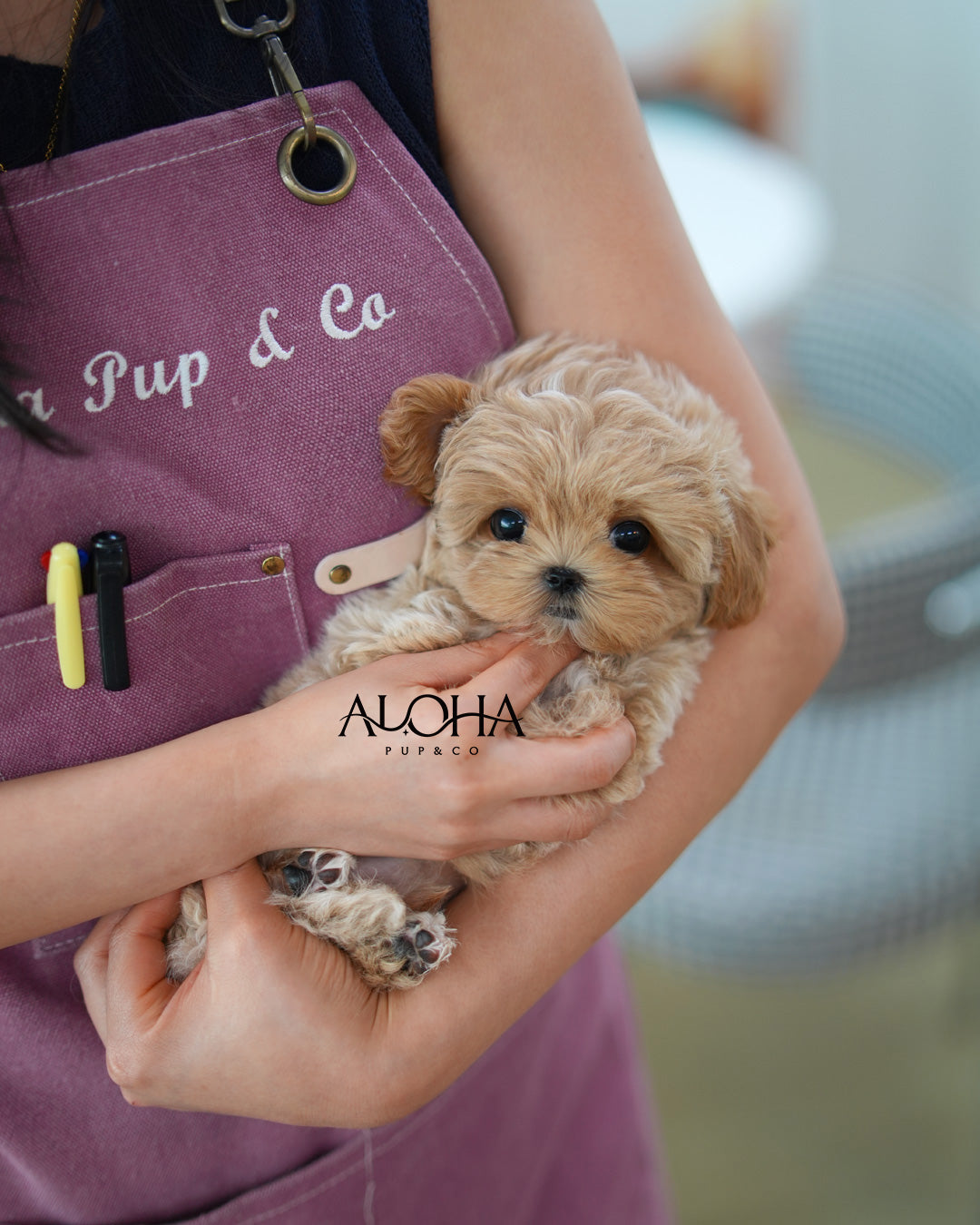 Nemo [TEACUP MALTIPOO]