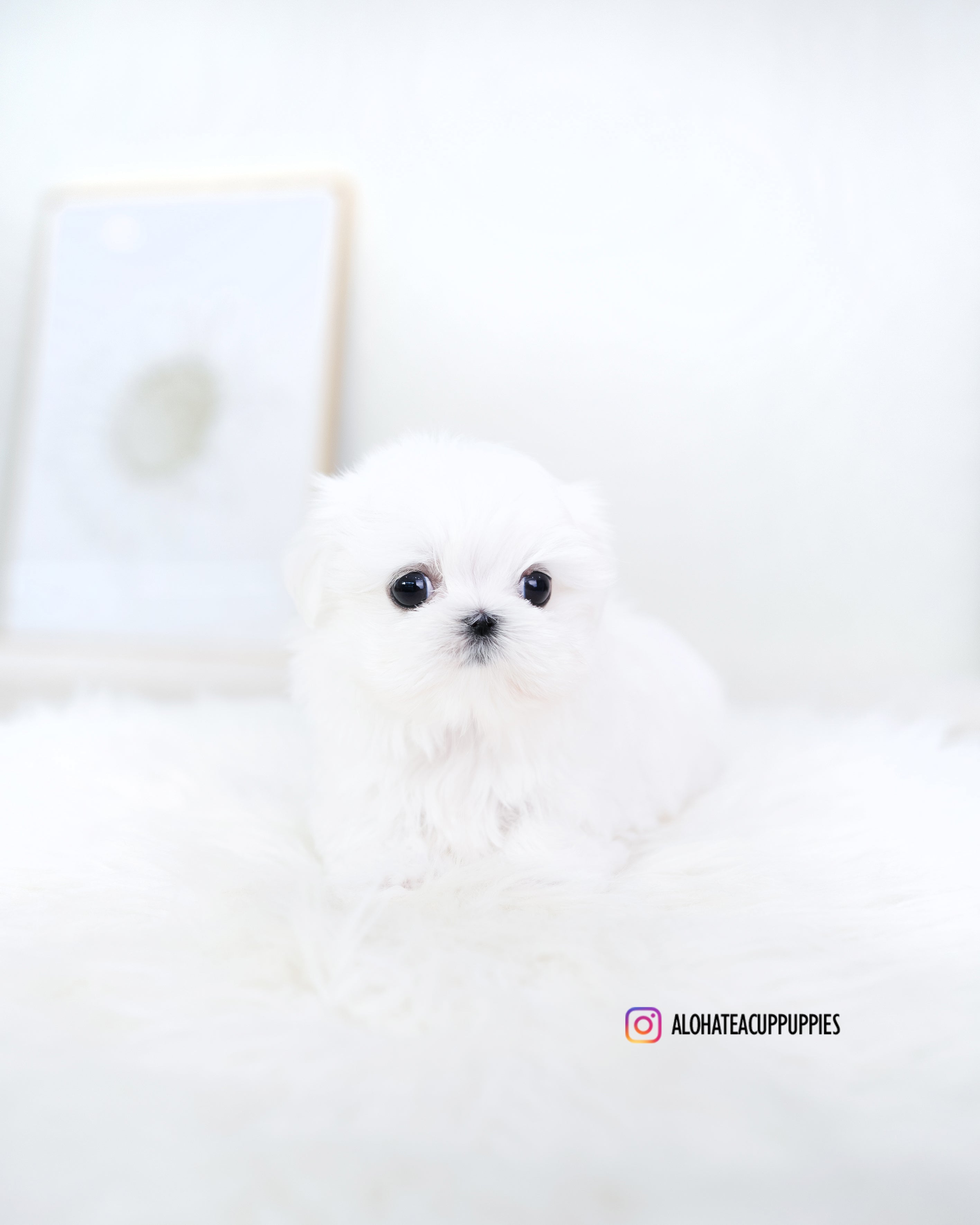 Reese [TEACUP MALTESE]