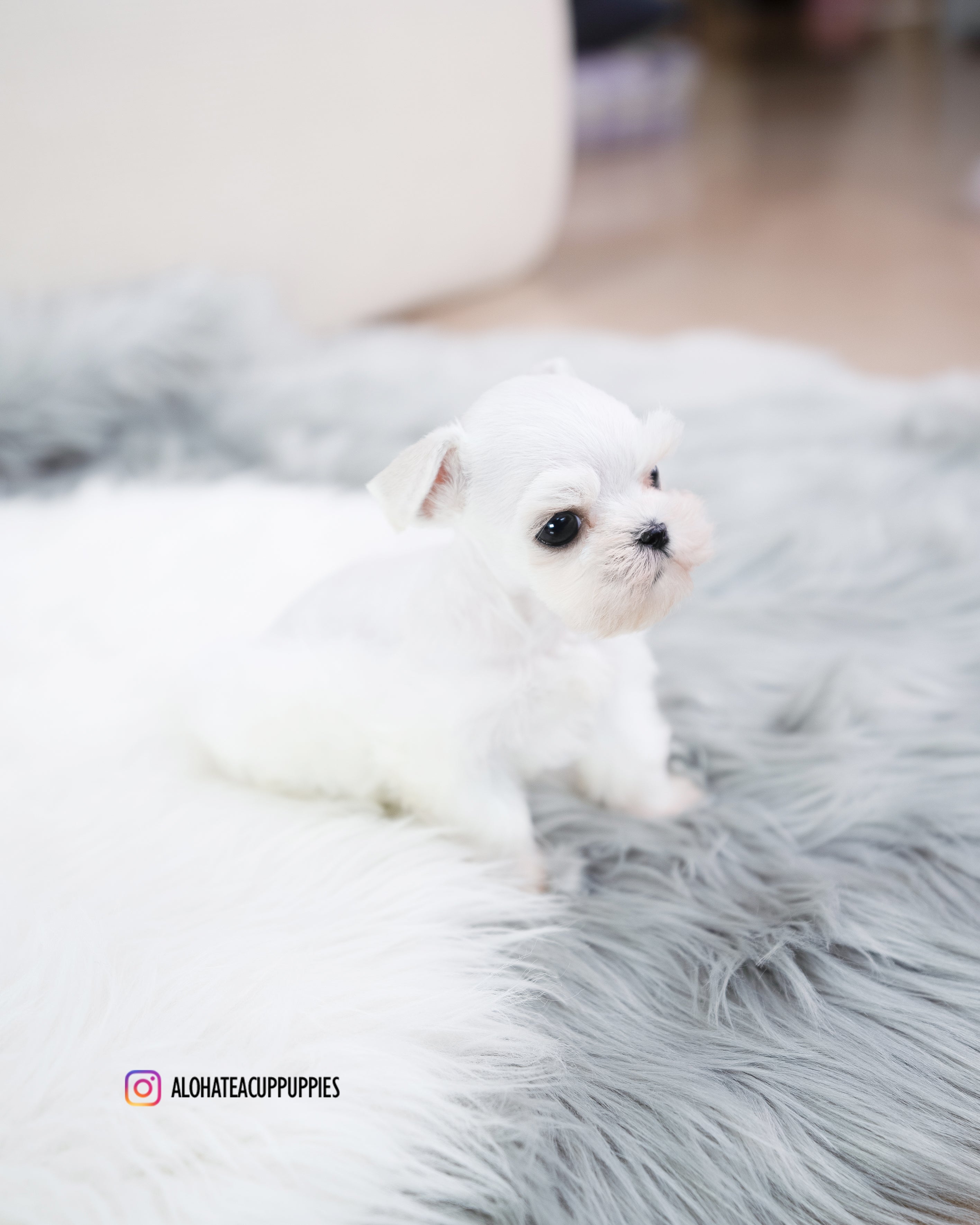 Lyn [Teacup Schnauzer]