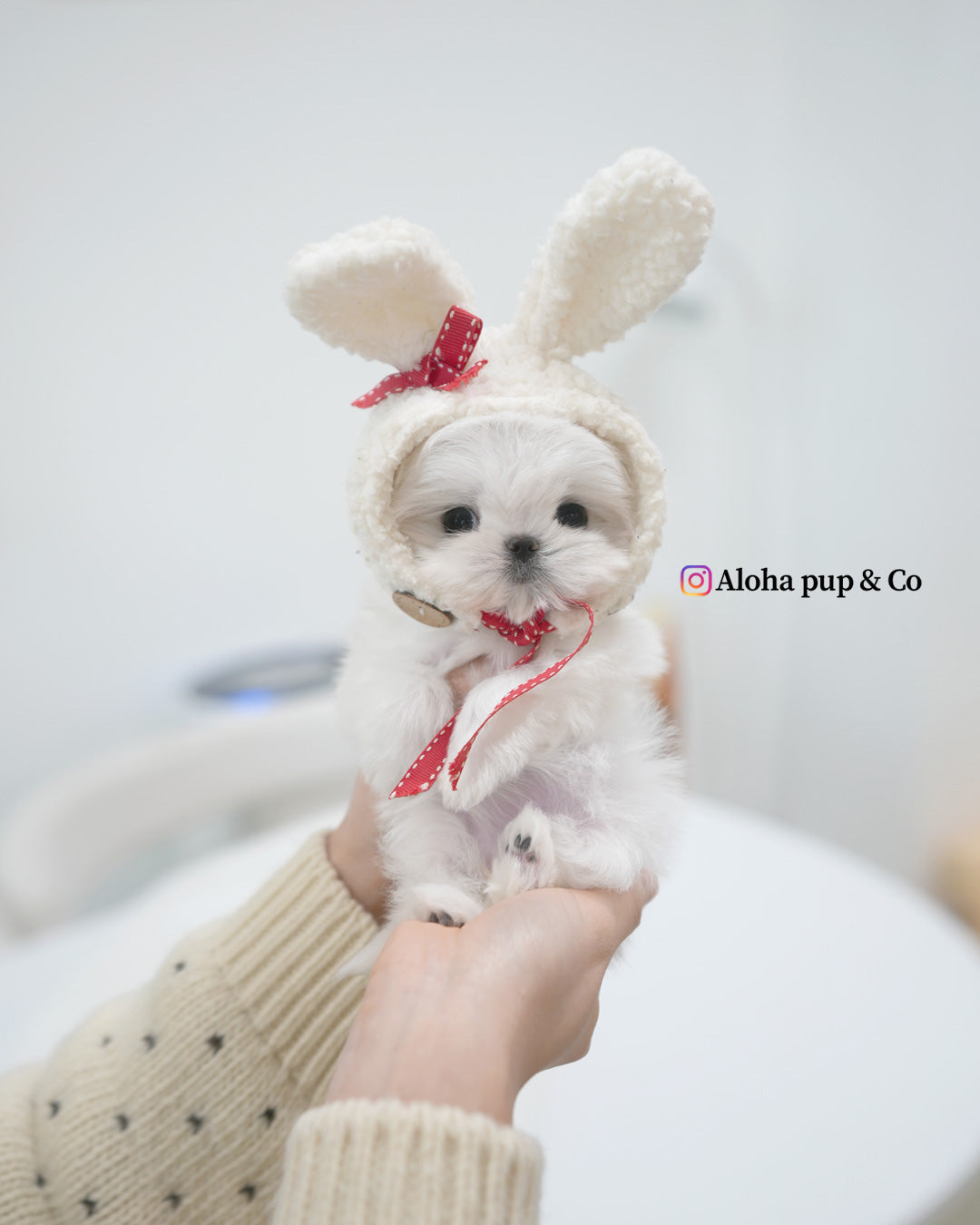 Remi [TEACUP MALTESE]