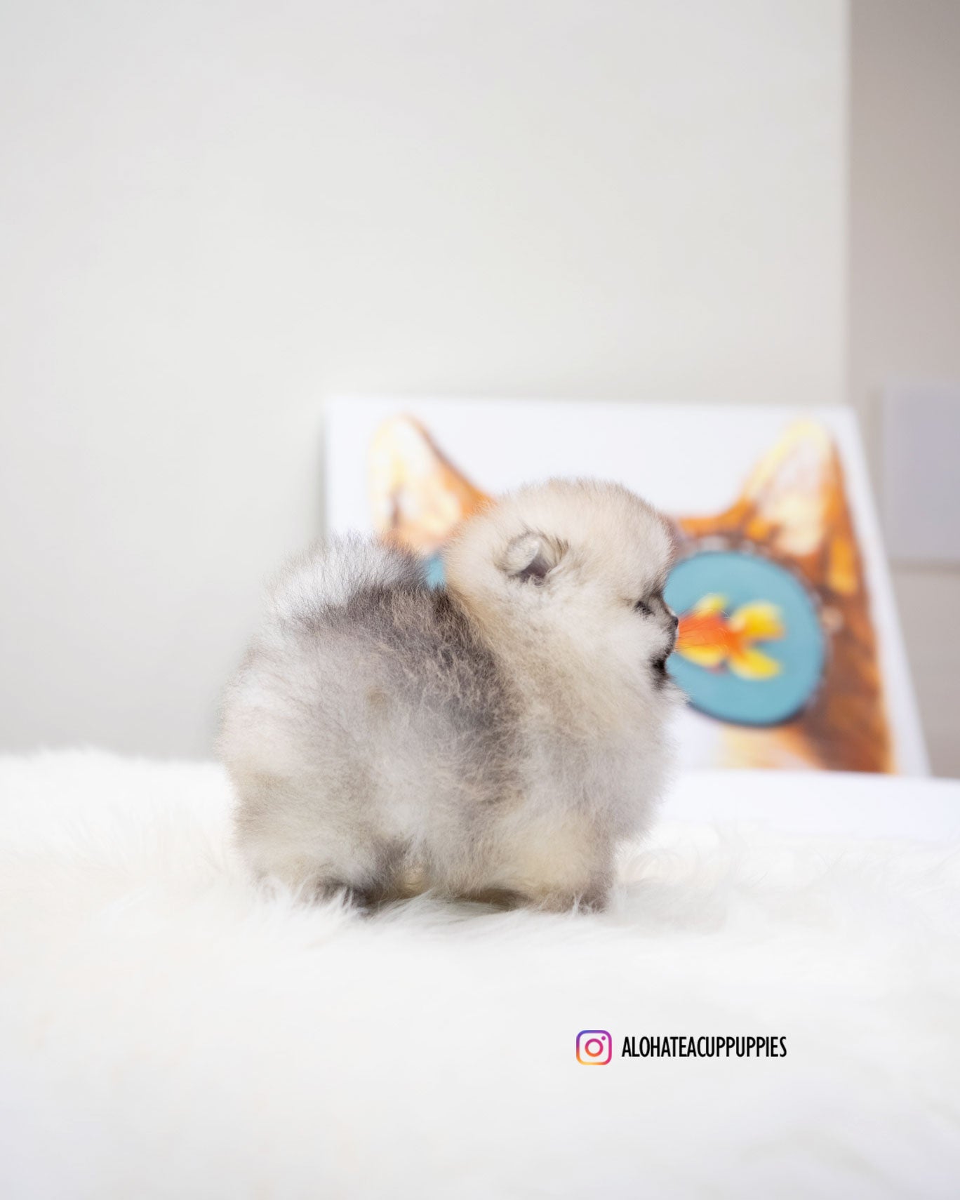 Moa [TEACUP POMERANIAN]