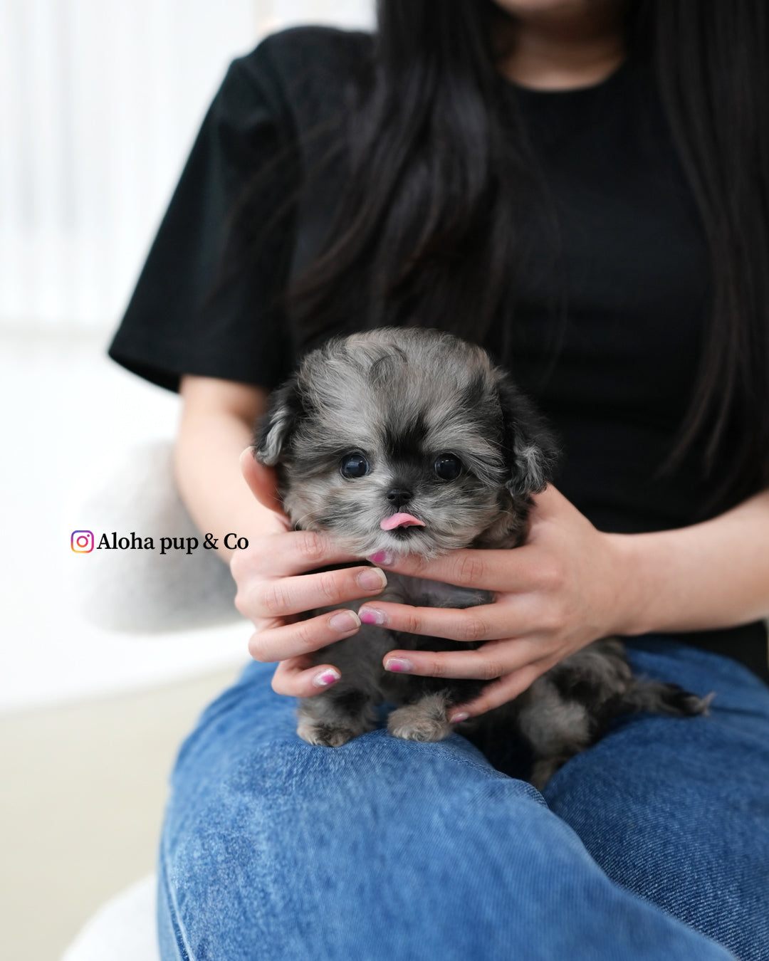 Cory [TEACUP MALTIPOO]