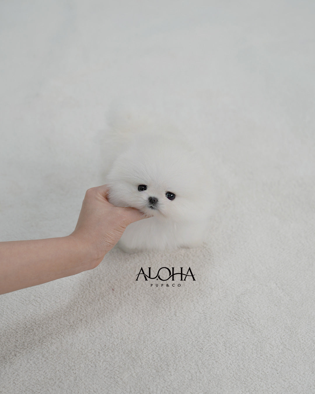Angel [TEACUP POMERANIAN]