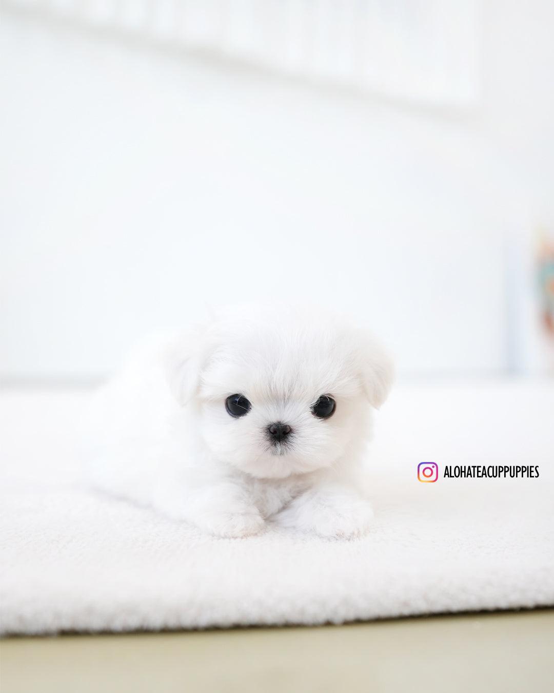 Noel [TEACUP MALTESE]