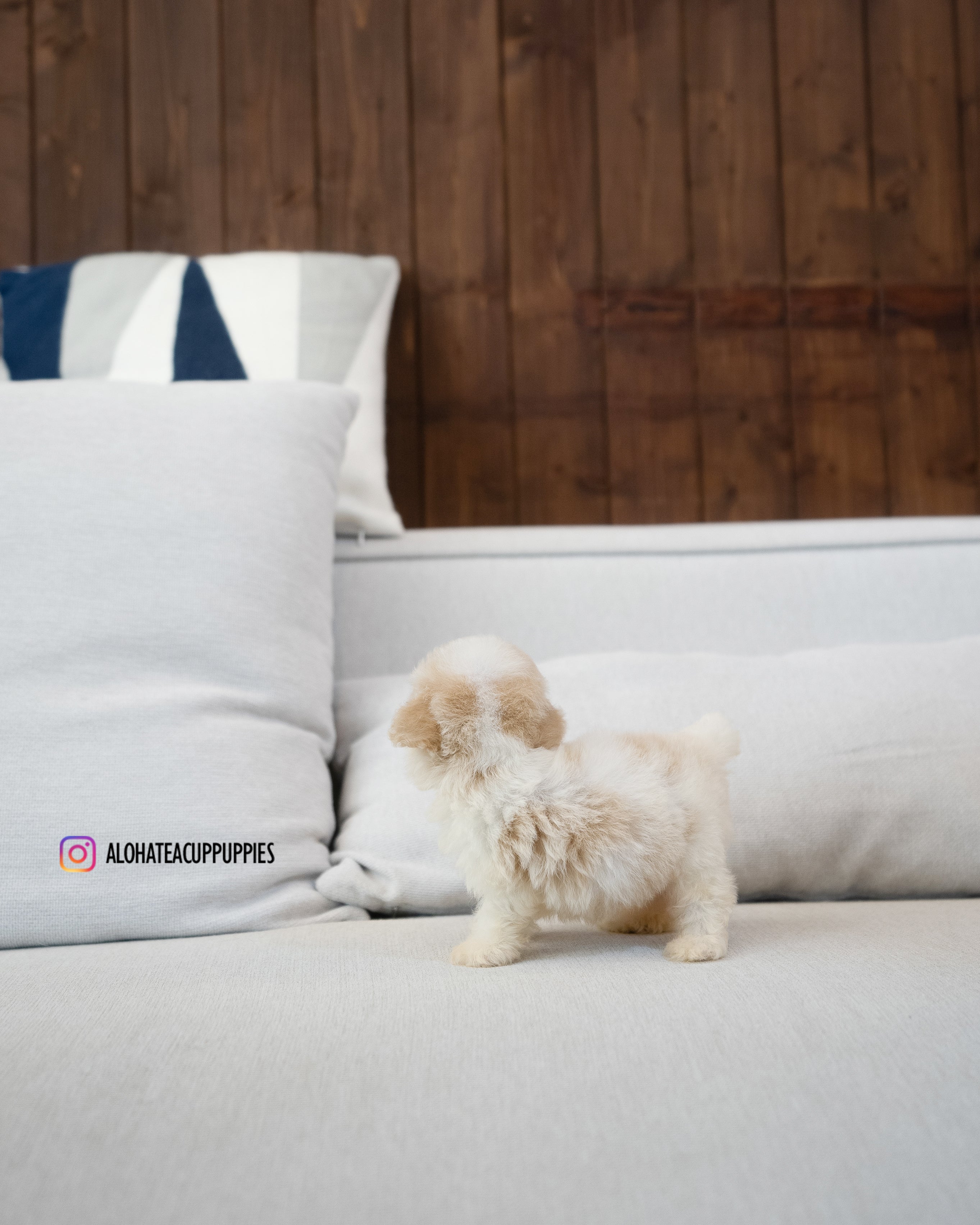 Bruno [TEACUP MALTIPOO]