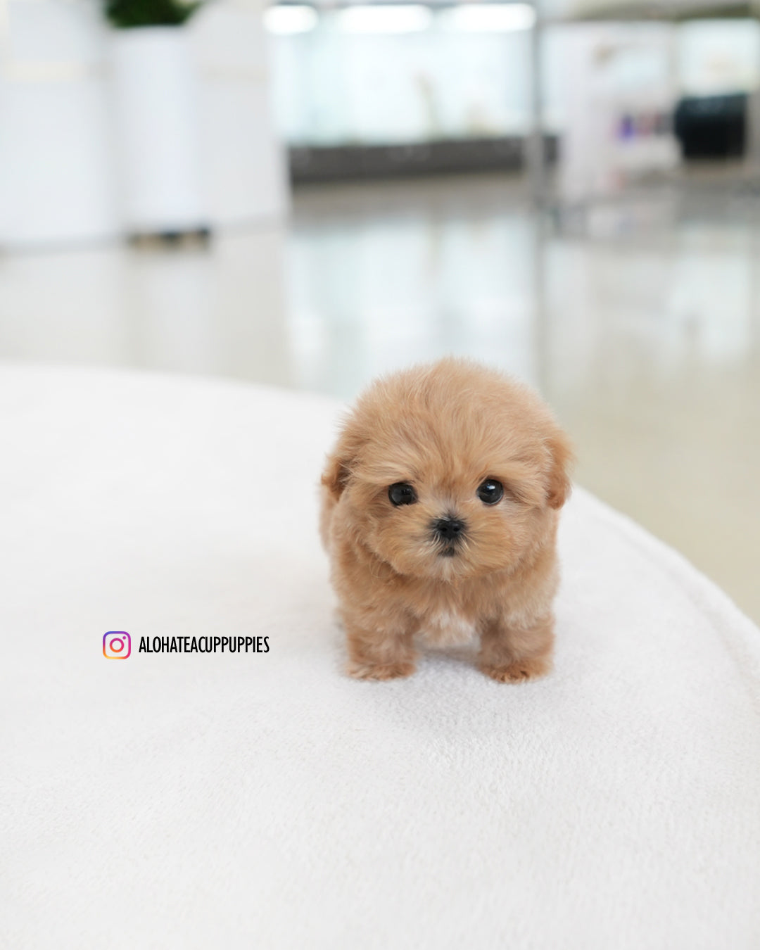 Eris [TEACUP MALTIPOO]