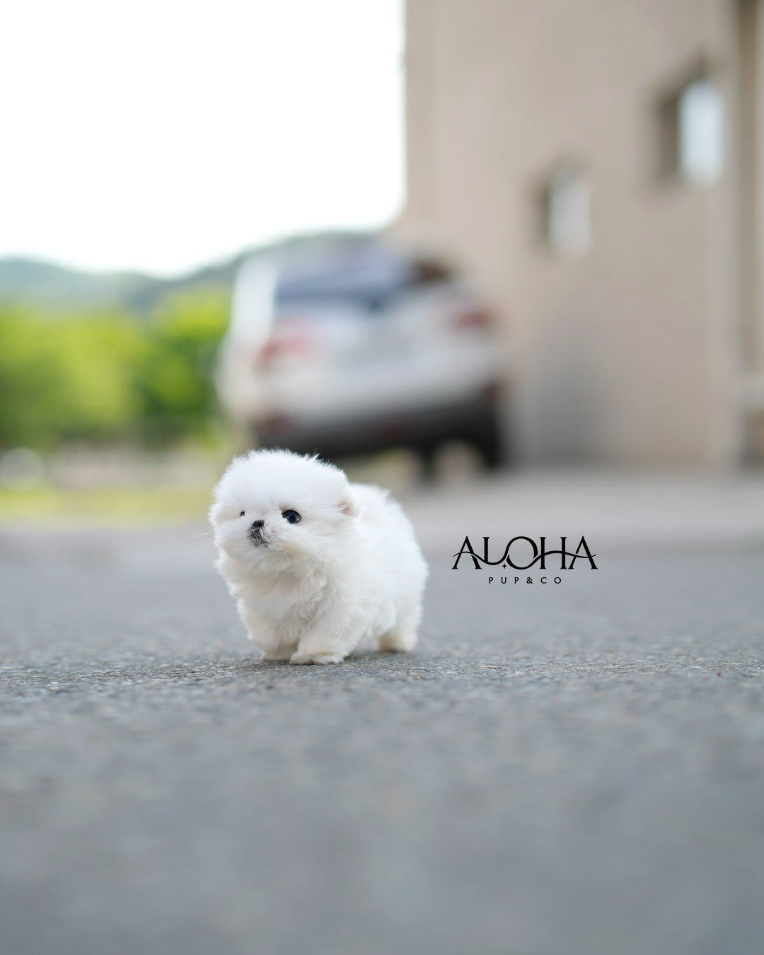 Zen [TEACUP Maltese]
