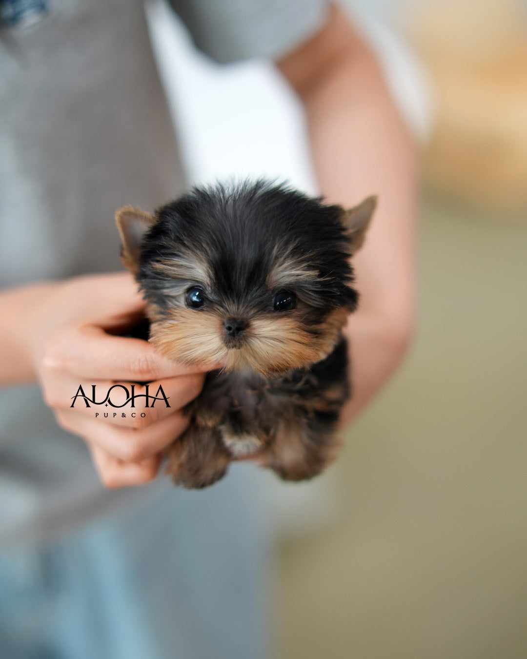 Ken [Teacup Yorkie]