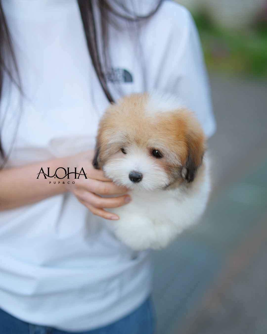 Ritz [Mini Coton de Tulear]