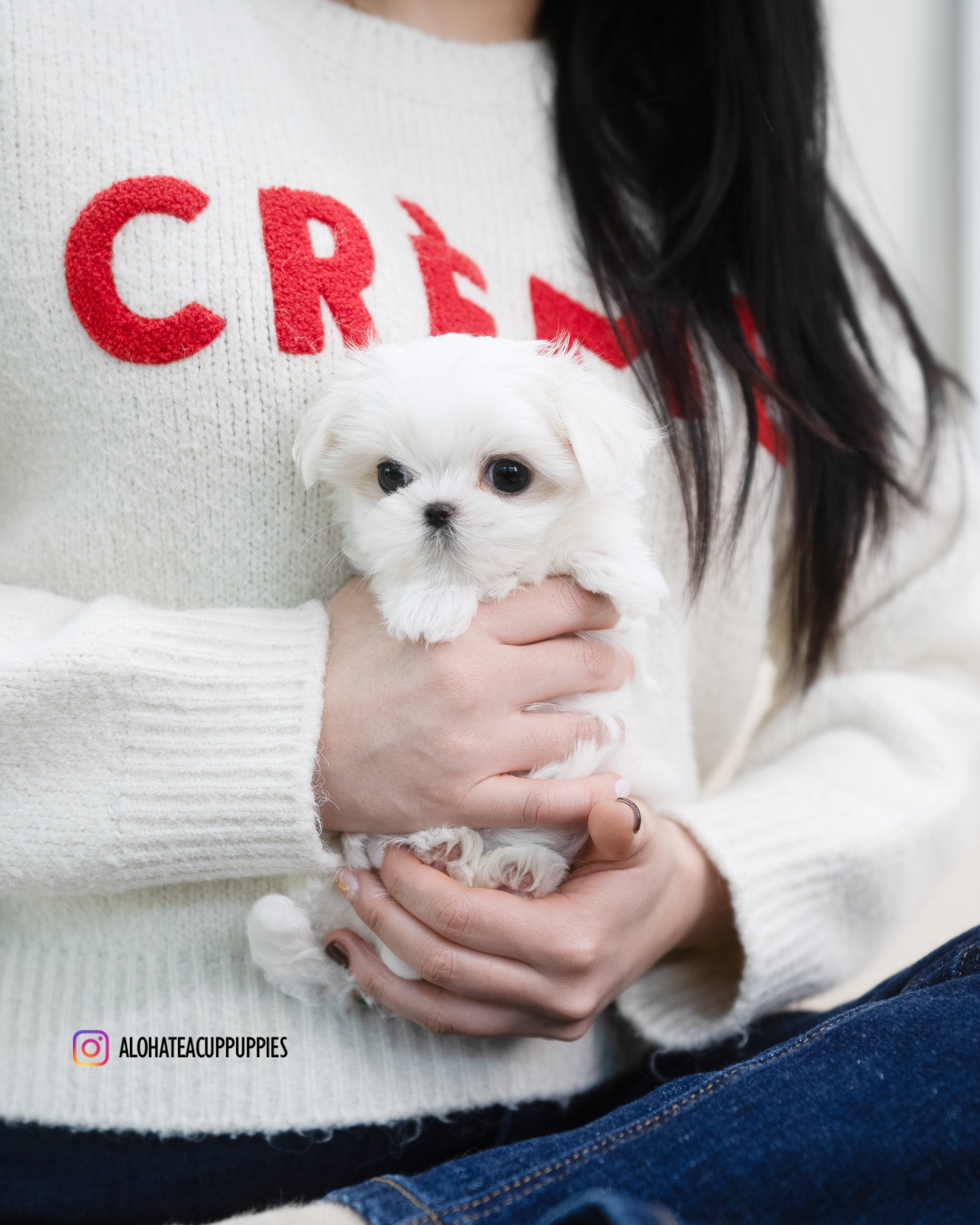 Erin [TEACUP MALTESE]