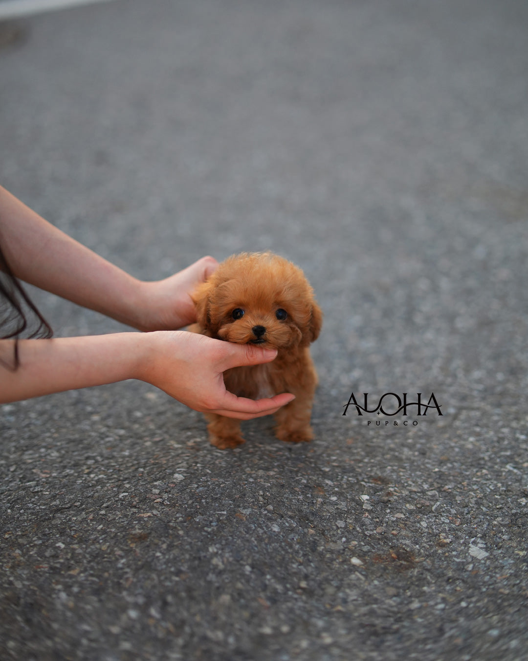 Ace [TEACUP POODLE]