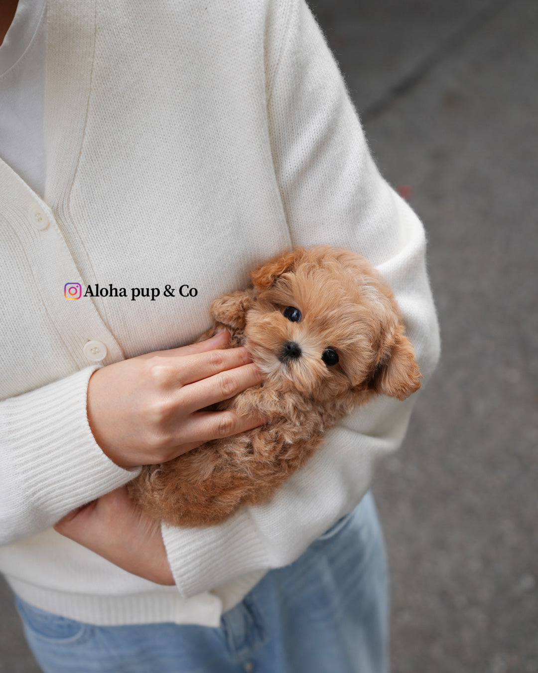 Lani [TEACUP MALTIPOO]