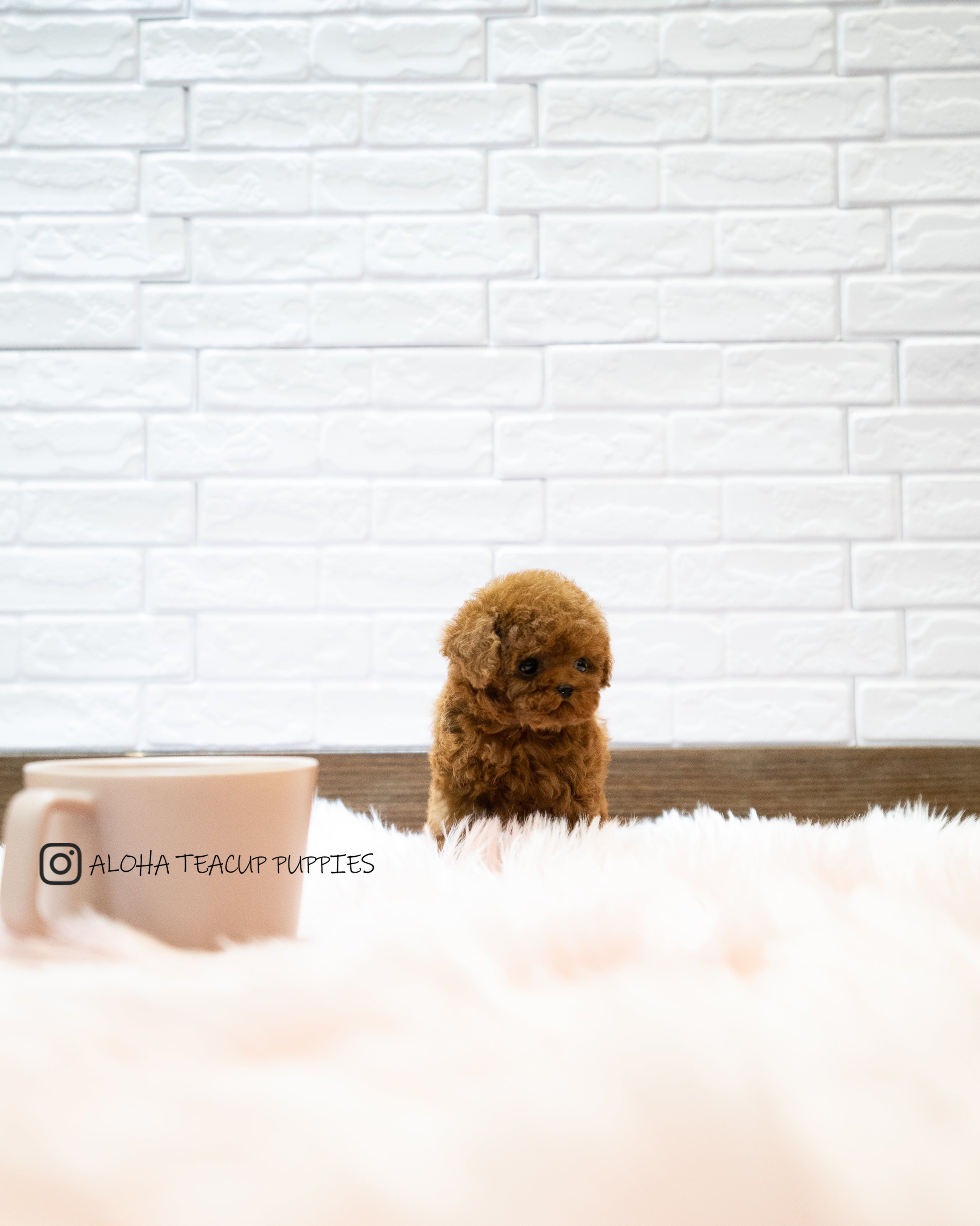 Sonny [TEACUP POODLE]
