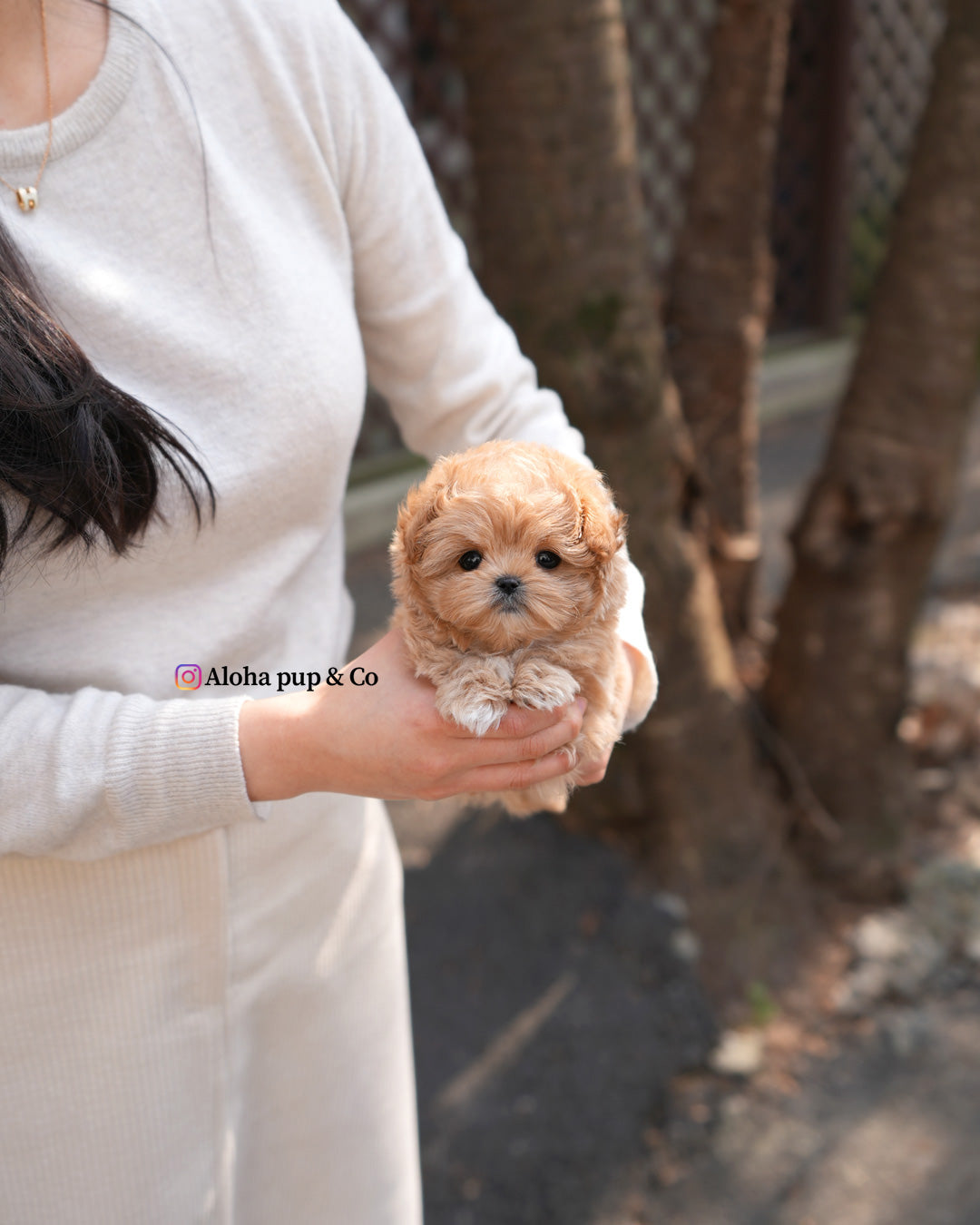 Bruno [TEACUP MALTIPOO]