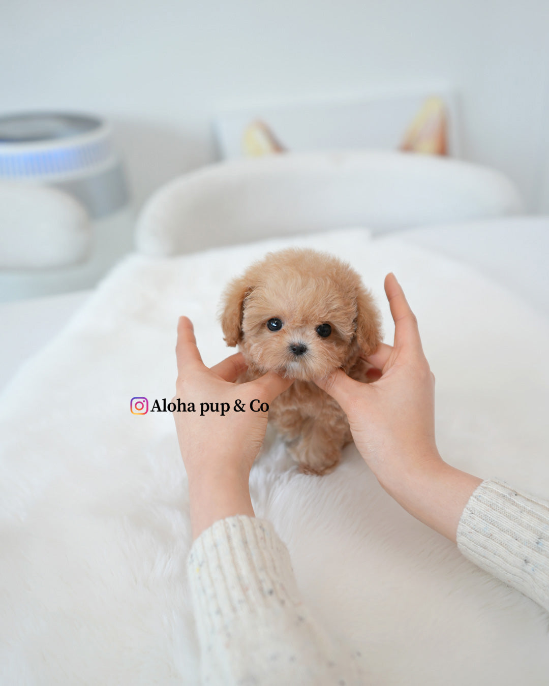 Waffle [TEACUP POODLE]