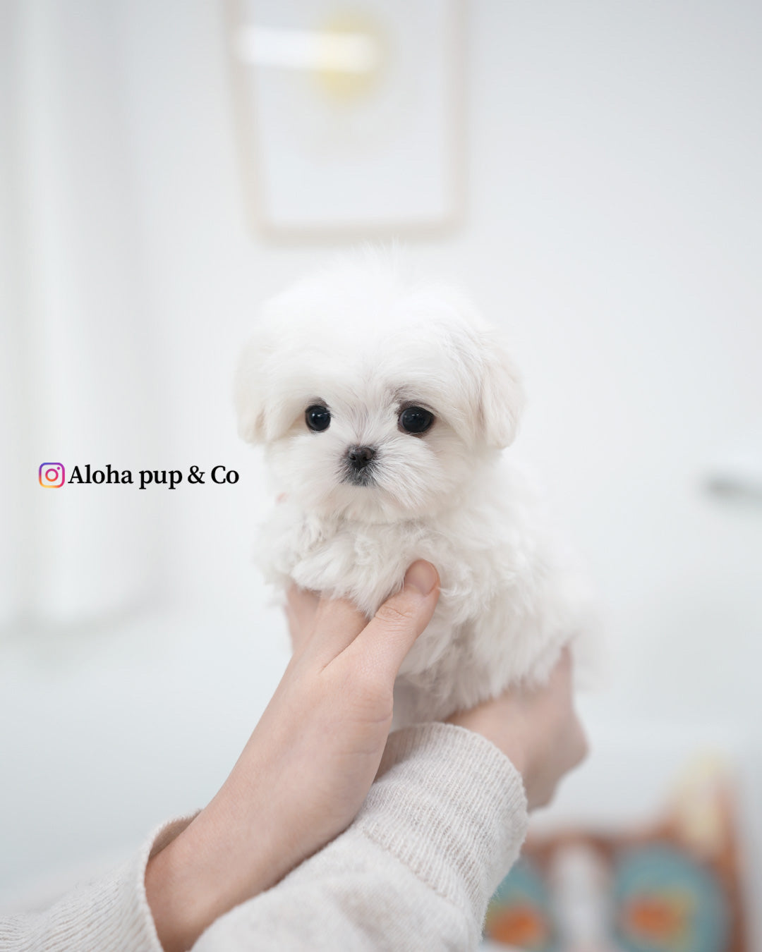 Lia [TEACUP MALTESE]