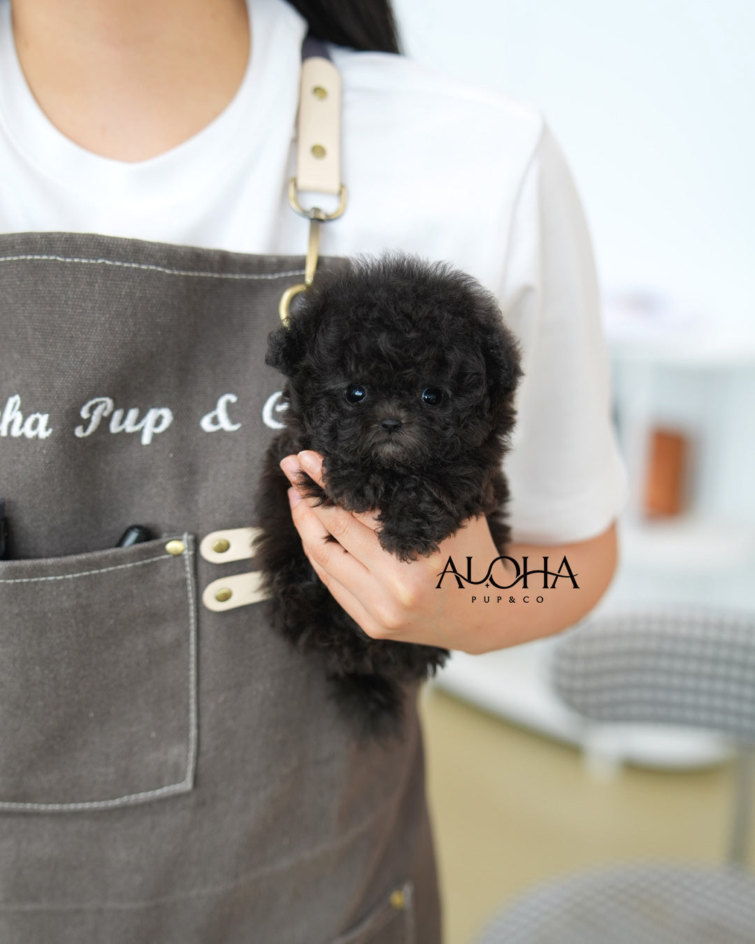 Nana [TEACUP POODLE]