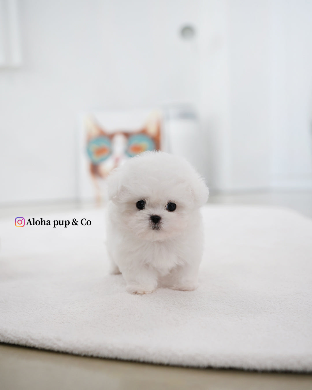Max [BICHÓN TAZA DE TÉ]