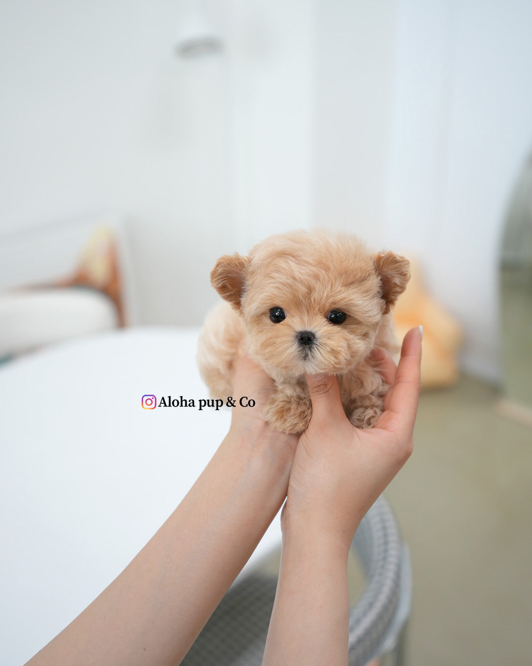 Mochi [TEACUP MALTIPOO]
