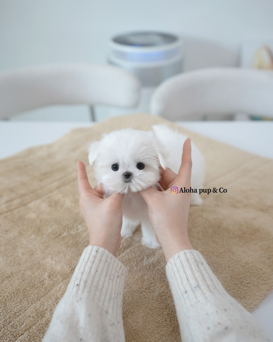 Lulu [TEACUP MALTESE]