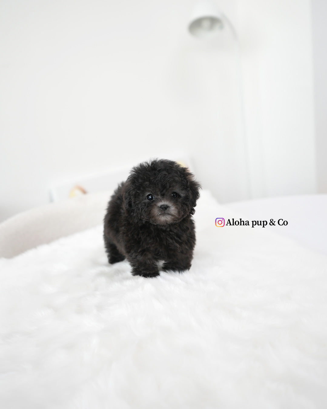 Rafe [TEACUP POODLE]