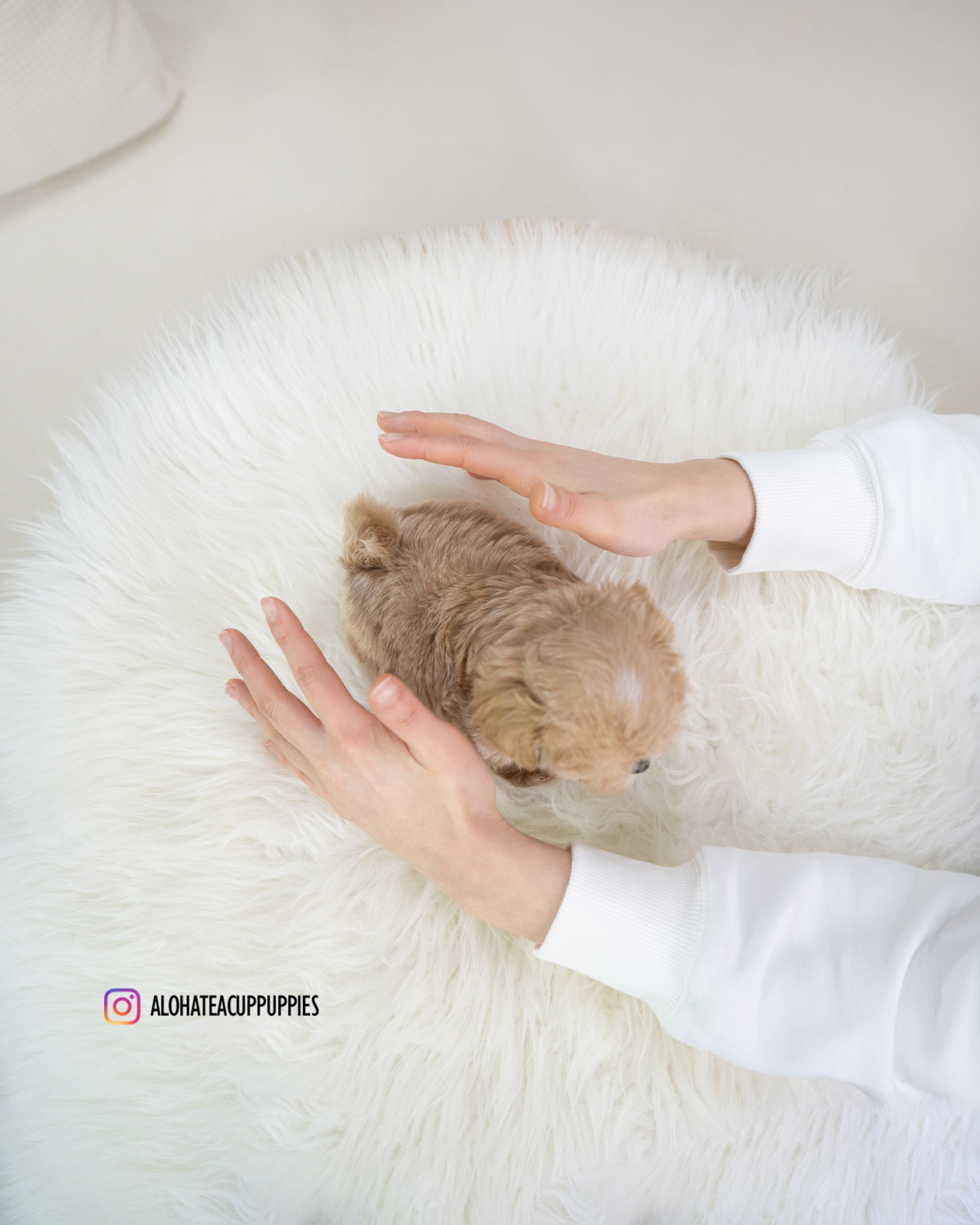 Bijou [TEACUP MALTIPOO]