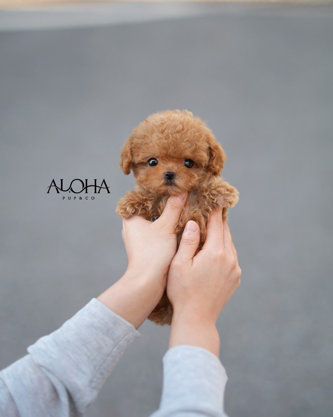 Cora [TEACUP POODLE]